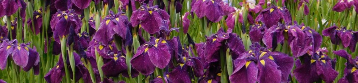 Society For Japanese Irises
