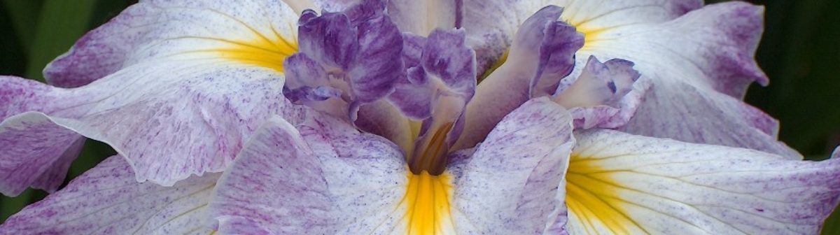 Society For Japanese Irises